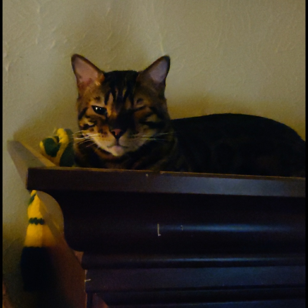 Meet your Posher, Malia